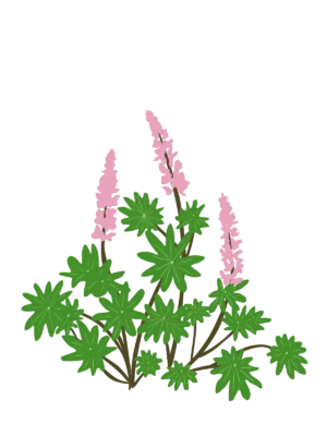 Ілюстрація саджанця люпина Lupini Pink Shades Lupinus Lupini Pink Shades Гребля Люпин Lupini Blue Shades Lupinus Lupini Pink Shades Рослини-заповнювачі Filler plants