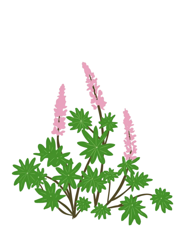 Люпин Lupini Blue Shades Lupinus Lupini Pink Shades Рослини-заповнювачі Filler plants