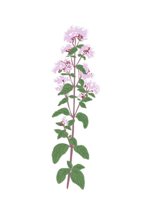 Ілюстрація саджанця материнки звичайної Origanum vulgare Гребля Материнка звичайна Origanum vulgare Сезонні рослини Seasonal plants