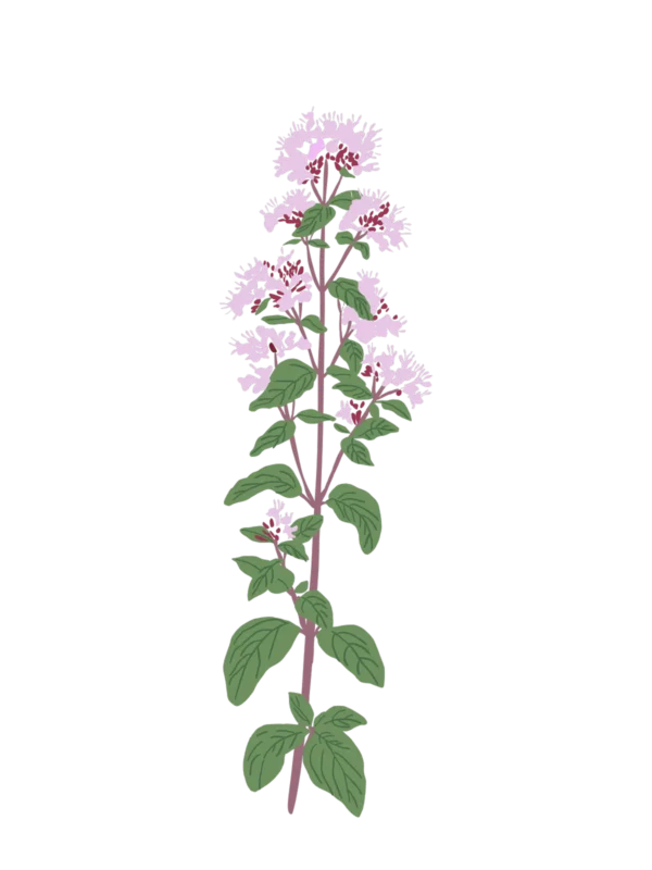 Материнка звичайна Origanum vulgare Сезонні рослини Seasonal plants