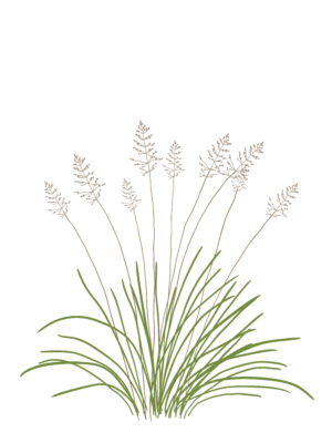 Ілюстрація саджанця споробола розлогого Sporobolus heterolepis Гребля Споробол розлогий Sporobolus heterolepis Сезонні рослини Ґрунтопокривні рослини Seasonal plants Groundcover plants