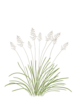 Споробол розлогий Sporobolus heterolepis Сезонні рослини Ґрунтопокривні рослини Seasonal plants Groundcover plants