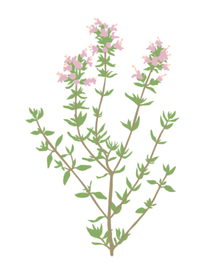 Чебрець звичайний Чебрець садовий Thymus vulgaris Ґрунтопокривні рослини Спеція