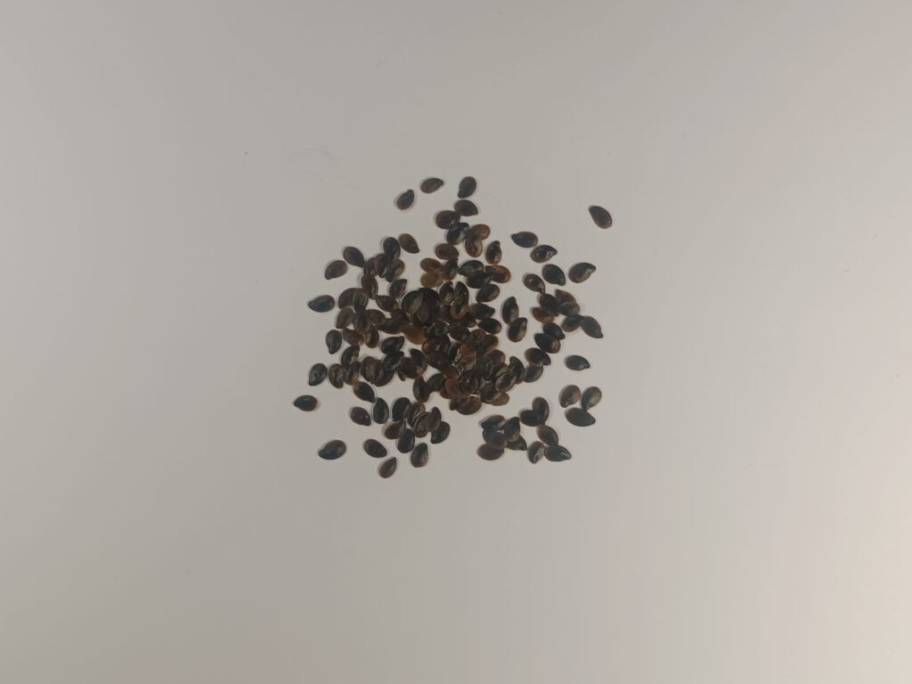 Льон багаторічний Linum perenne Рослина-завнювач Filler plant Насіння льону Seeds