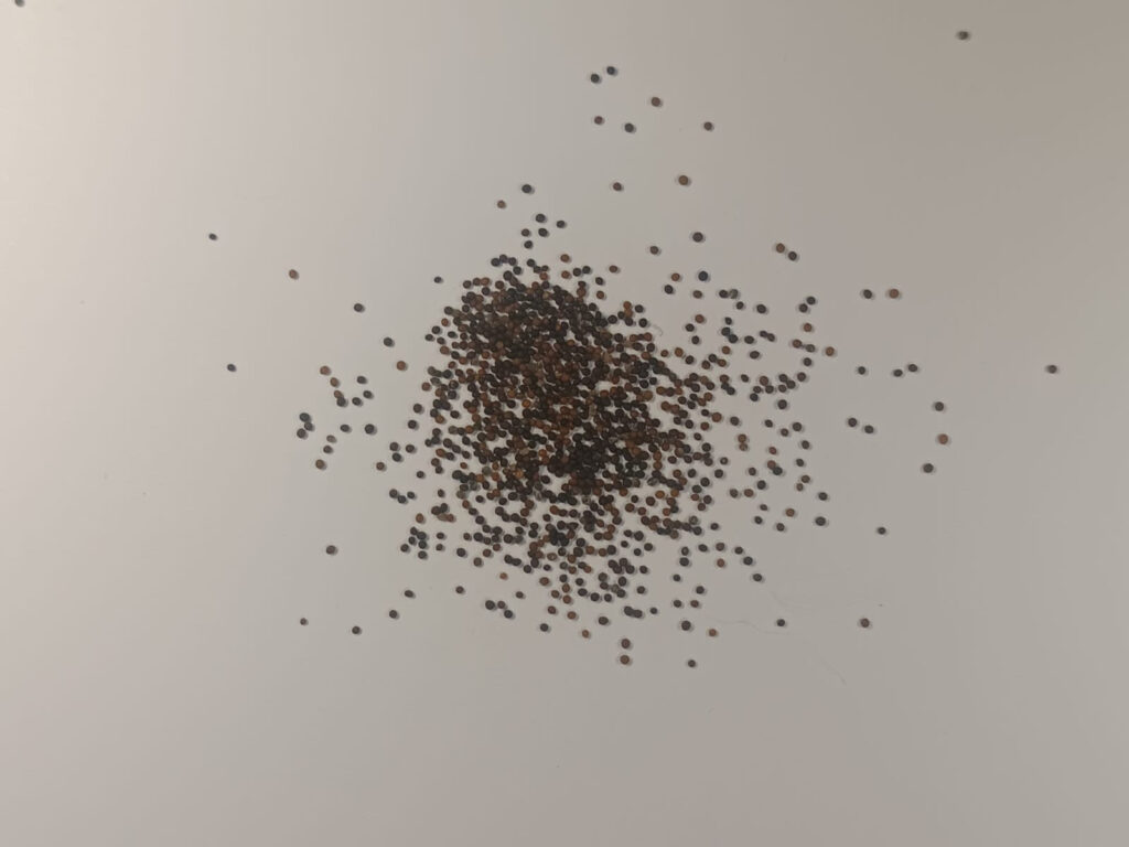 Насіння чебрецю звичайного Thymus vulgaris seeds