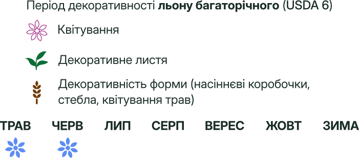 Льон багаторічний Linum perenne Рослина-завнювач Filler plant Період декоративності льону багаторічного