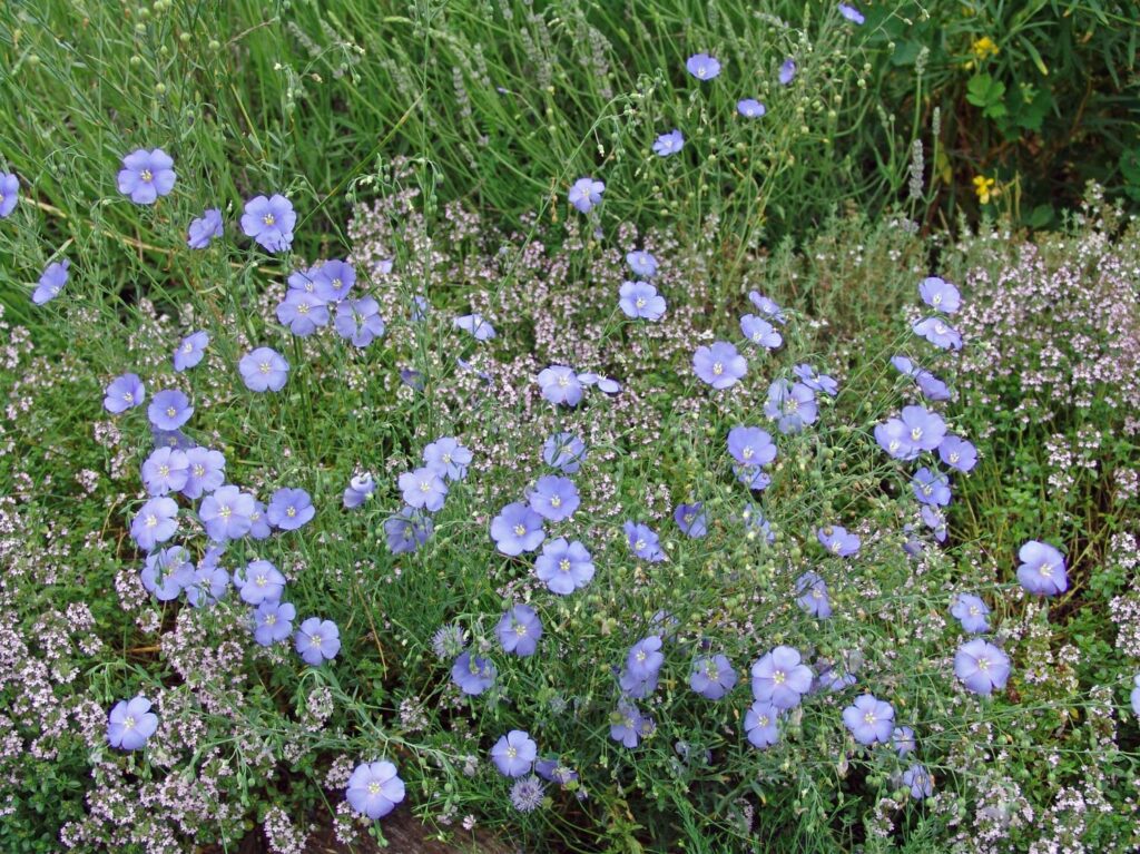 Льон багаторічний Linum perenne Рослина-завнювач Filler plant