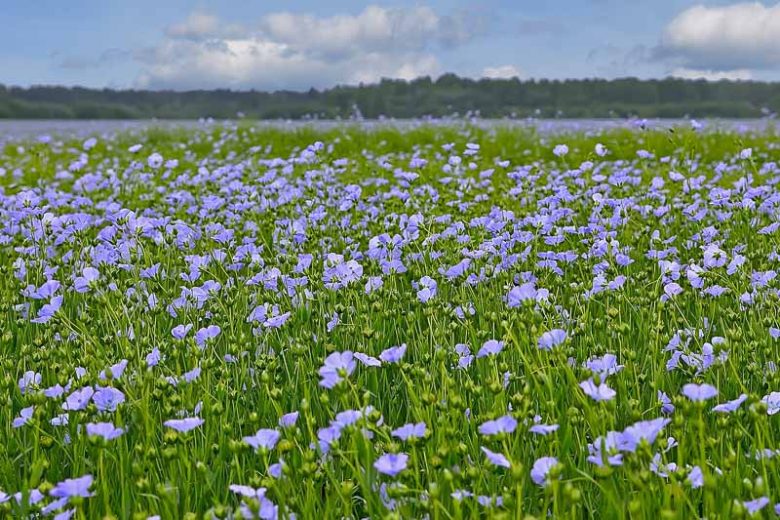 Льон багаторічний Linum perenne Рослина-завнювач Filler plant