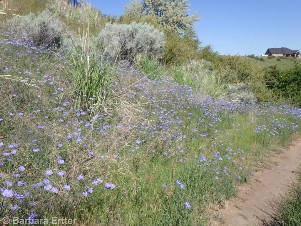 Льон багаторічний Linum perenne Рослина-завнювач Filler plant