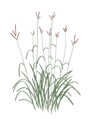 Ілюстрація бородача Жерарда Andropogon gerardii Гребля Бородач Жерарда Andropogon gerardii Сезонні рослини Seasonal plants