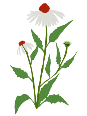 Ілюстрація ехінацеї білої Echinaca purpurea white Гребля Ехінацея пурпурова біла Echinaca purpurea white Багаторічна трав'яниста рослина Сезонні рослини Seasonal plants