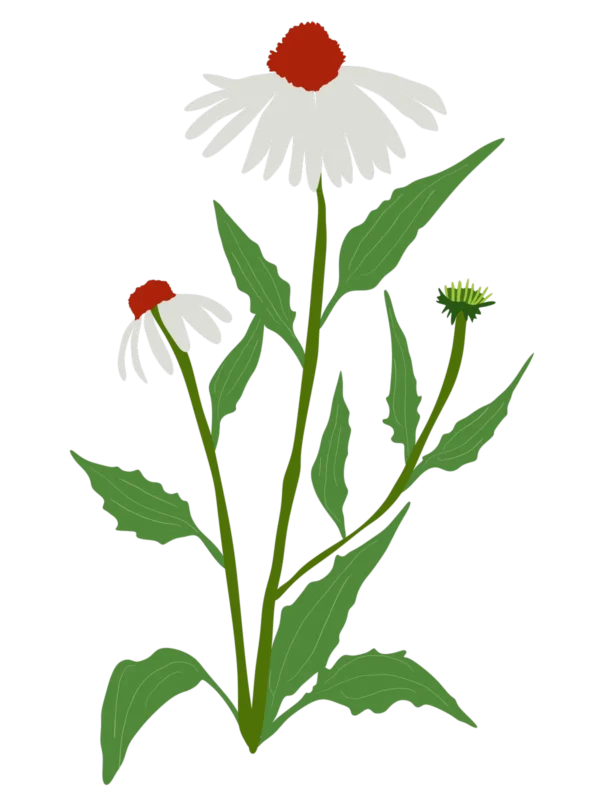 Ехінацея пурпурова біла Echinaca purpurea white Багаторічна трав'яниста рослина Сезонні рослини Seasonal plants