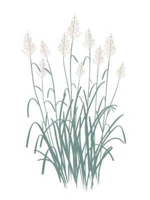 Просо Blue Giants Panicum virgatum Blue Giants Сезонні рослини Seasonal plants