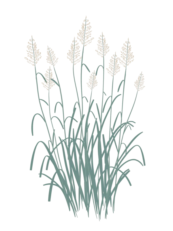 Просо Blue Giants Panicum virgatum Blue Giants Сезонні рослини Seasonal plants