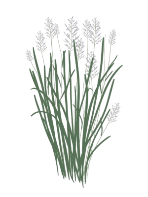 Просо Northwind Panicum virgatum Northwind Сезонні рослини Seasonal plants