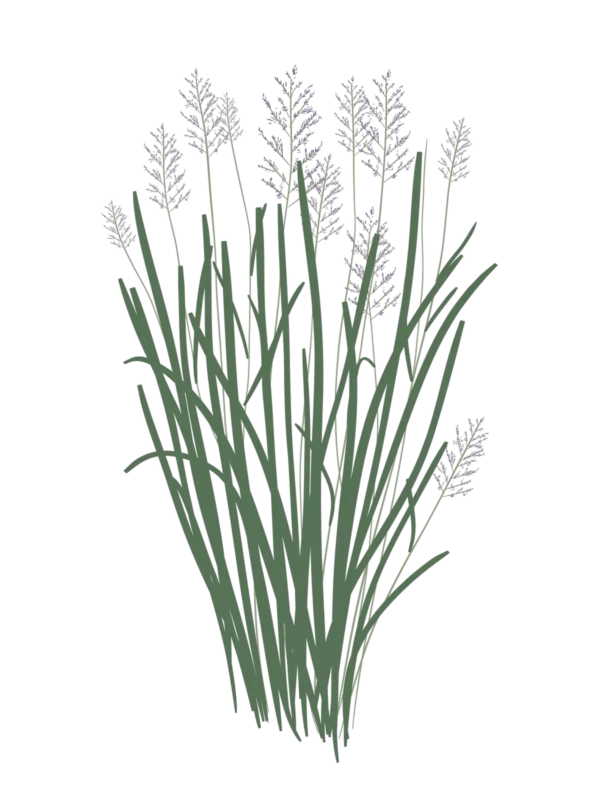 Просо Northwind Panicum virgatum Northwind Сезонні рослини Seasonal plants