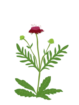 Ілюстрація саджанця cвербіжниці македонської Knautia macedonica Гребля Свербіжниця македонська Knautia macedonica Сезонні рослини Seasonal plants