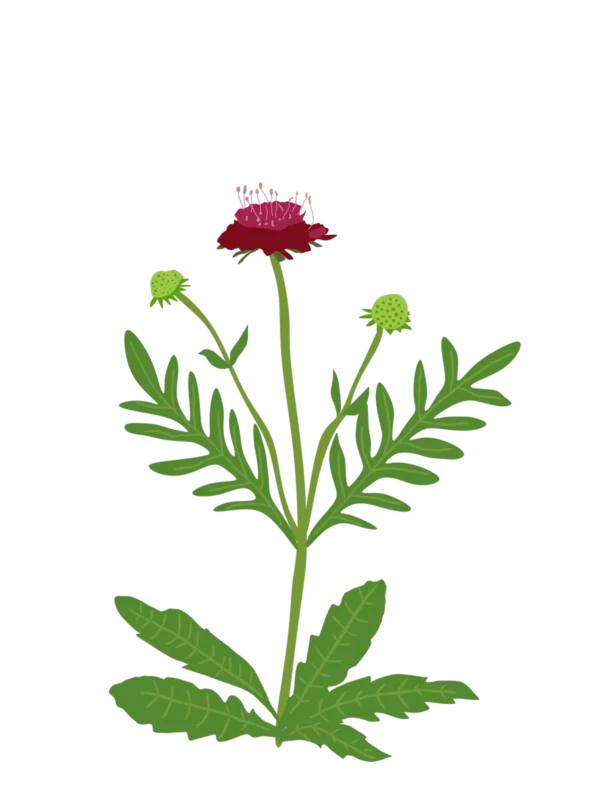 Свербіжниця македонська Knautia macedonica Сезонні рослини Seasonal plants