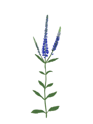 Вероніка колосиста синя Veronica spicata blue Сезонні рослини Seasonal plants Квітник Flower