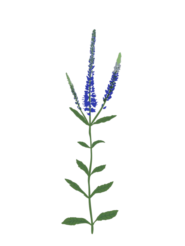 Вероніка колосиста синя Veronica spicata blue Сезонні рослини Seasonal plants Квітник Flower