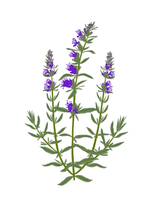 Гісоп лікарський Hyssopus officinalis Сезонні рослини Seasonal plants
