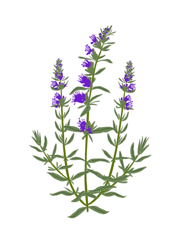 Гісоп лікарський Hyssopus officinalis Сезонні рослини Seasonal plants