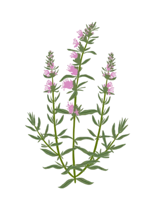 Гісоп лікарський рожевий Hyssopus officinalis Roseus Сезонні рослини Seasonal plants