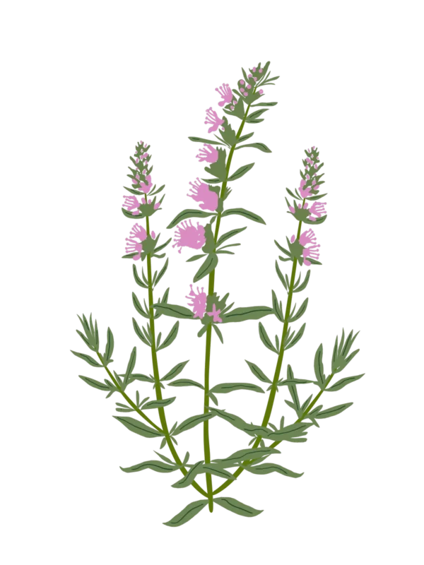 Гісоп лікарський рожевий Hyssopus officinalis Roseus Сезонні рослини Seasonal plants