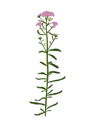 Деревій сибірський Love Parade Achillea sibirica Love Parade Сезонні рослини Seasonal plants