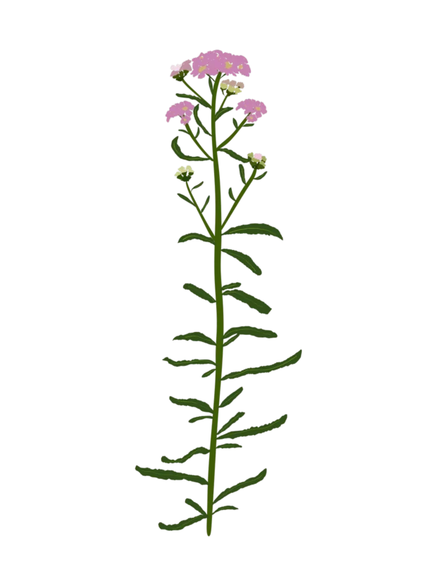 Деревій сибірський Love Parade Achillea sibirica Love Parade Сезонні рослини Seasonal plants