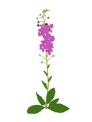 Ілюстрація саджанця дивини фіолетової Rosetta Verbascum phoeniceum Rosetta Гребля Дивина фіолетова Rosetta Verbascum phoeniceum Rosetta Рослини-заповнювачі Filler plants