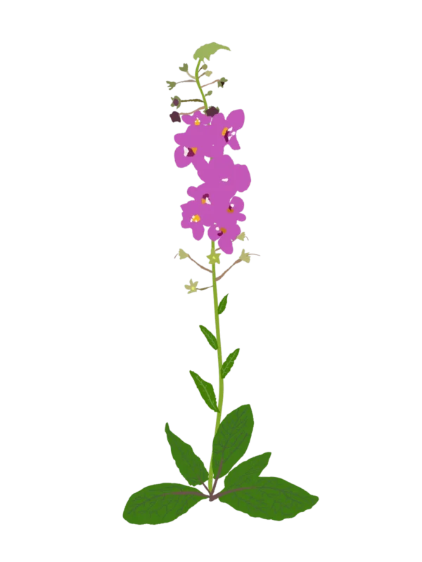 Дивина фіолетова Rosetta Verbascum phoeniceum Rosetta Рослини-заповнювачі Filler plants