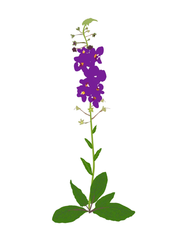 Дивина фіолетова Violetta Verbascum phoeniceum Violetta Рослини-заповнювачі Filler plants