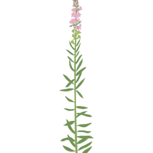 Льонок пурпуровий Canon Went Linaria purpurea Canon Went Seasonal plants Сезонні рослини