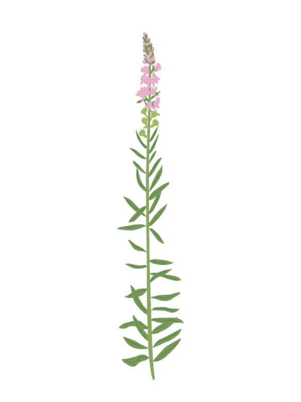 Льонок пурпуровий Canon Went Linaria purpurea Canon Went Seasonal plants Сезонні рослини