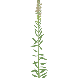 Льонок пурпуровий Springside White Linaria purpurea Springside White Seasonal plants Сезонні рослини