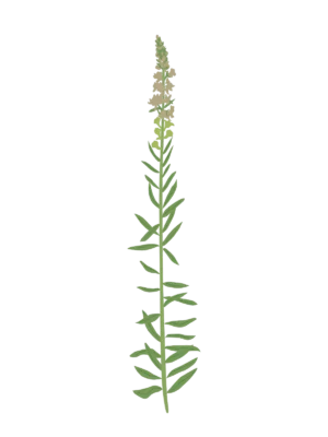 Ілюстрація саджанця льонка пурпурового Springside White Linaria purpurea Springside White Гребля Льонок пурпуровий Springside White Linaria purpurea Springside White Seasonal plants Сезонні рослини