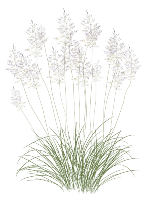 Споробол повітряний Sporobolus airoides Сезонні рослини Seasonal plants Ґрунтопокривні рослини Groundcover plants