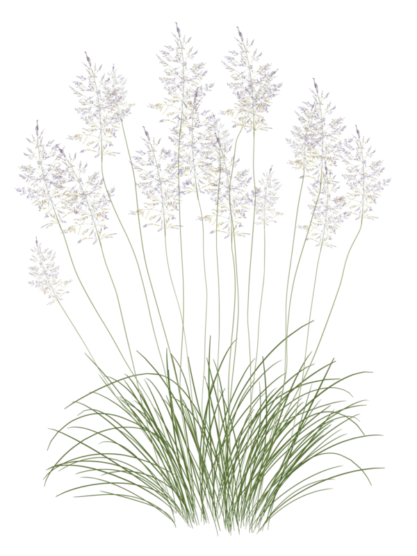 Споробол повітряний Sporobolus airoides Сезонні рослини Seasonal plants Ґрунтопокривні рослини Groundcover plants