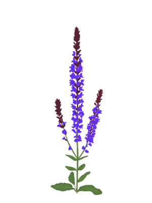 Шавлія гайова Шавлія дібровна New Dimension Blue Salvia nemorosa New Dimension Blue Сезонні рослини Seasonal plants