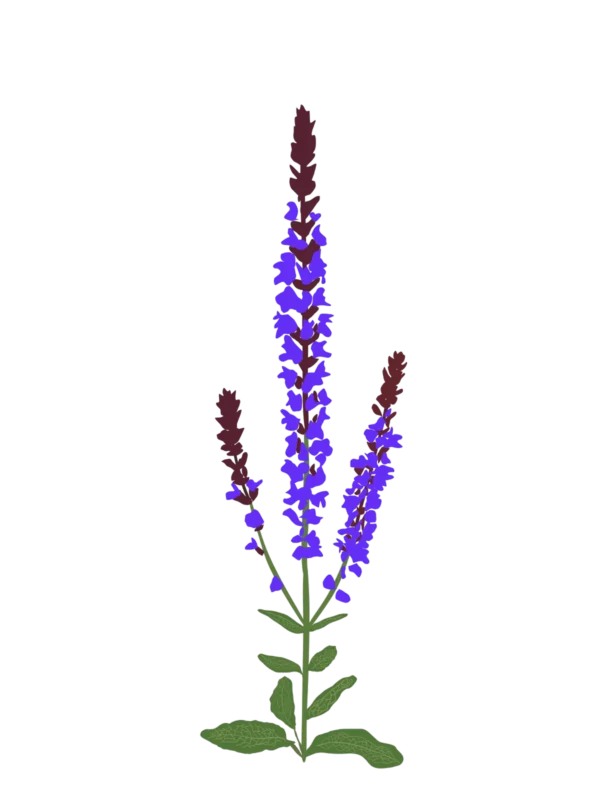 Шавлія гайова Шавлія дібровна New Dimension Blue Salvia nemorosa New Dimension Blue Сезонні рослини Seasonal plants