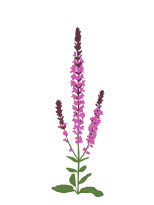 Шавлія гайова Шавлія дібровна New Dimension Rose Salvia nemorosa New Dimension Rose Сезонні рослини Seasonal plants