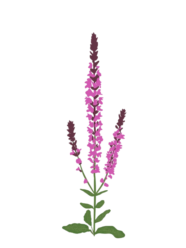 Шавлія гайова Шавлія дібровна New Dimension Rose Salvia nemorosa New Dimension Rose Сезонні рослини Seasonal plants