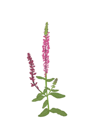 Шавлія чудова Merleau Rose Compact Salvia superba Merleau Rose Compact Сезонні рослини Seasonal plants