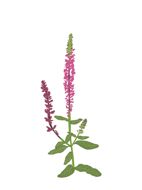Шавлія чудова Merleau Rose Compact Salvia superba Merleau Rose Compact Сезонні рослини Seasonal plants