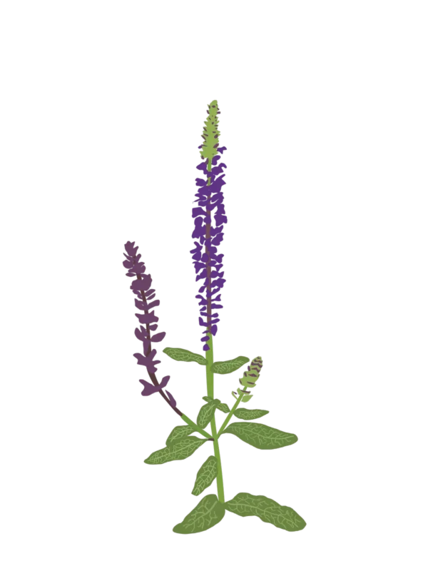 Шавлія чудова Merleau Blue Compact Salvia superba Merleau Blue Compact Сезонні рослини Seasonal plants