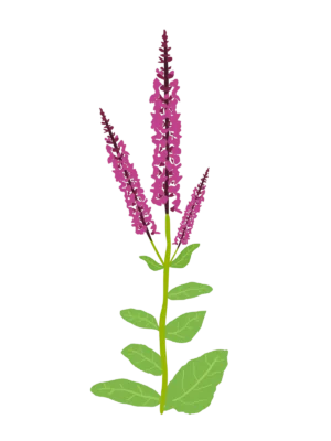 Шавлія чудова Queen Rose Salvia superba Queen Rose Сезонні рослини Seasonal plants