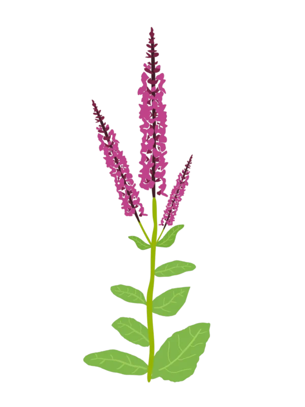 Шавлія чудова Queen Rose Salvia superba Queen Rose Сезонні рослини Seasonal plants