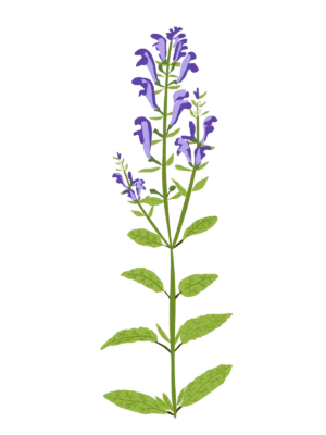 Шоломниця сива Scutellaria incana Seasonal plants Квітник Flower