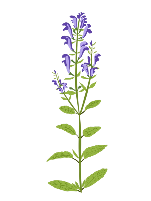 Шоломниця сива Scutellaria incana Seasonal plants Квітник Flower